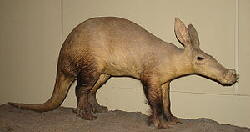Aardvark (Orycteropus afer)