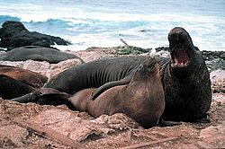 Elephant Seal (Mirounga)