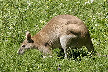 Wallaby (Notamacropus)
