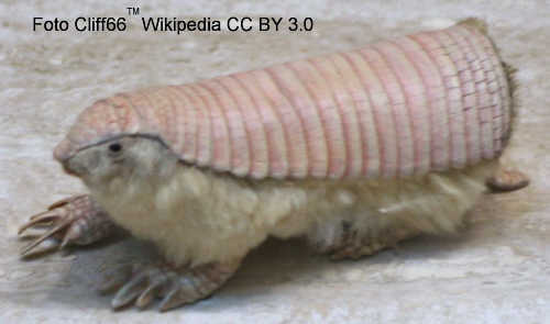 Armadillo (Dasypodidae)
