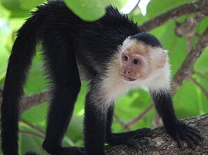 Capuchin Monkey (Cebinae)