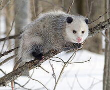 Opossum (Didelphia virginiana)