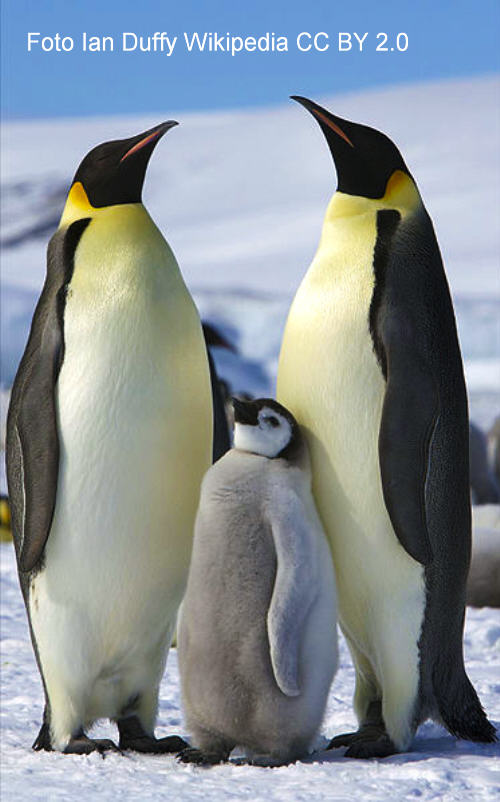 Penguin (Spheniscidae)