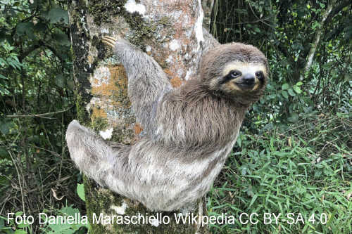 Sloth (Bradypodidae)