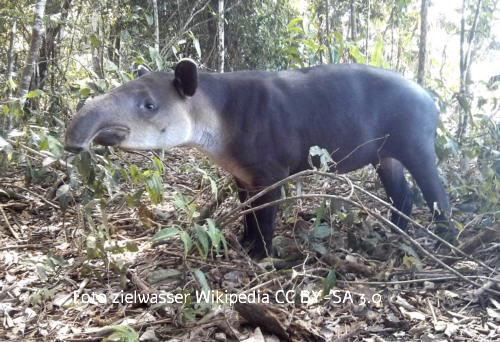 Tapir (Tapiridae)