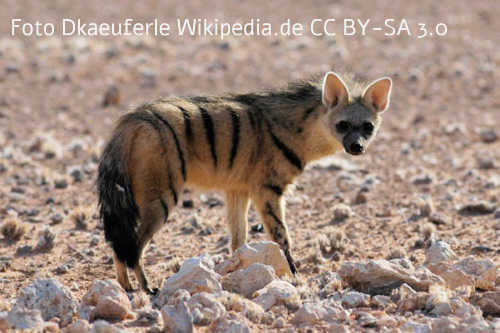 Aardwolf (Proteles cristata)
