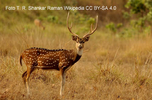 Axis Deer (Axis axis)