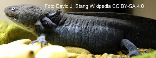 Axolotl (Ambystoma mexicanum)