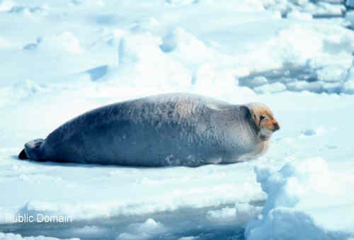 Bearded seal resting on sea ice showing long whiskers