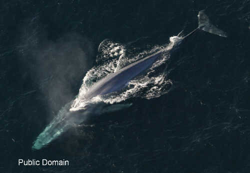 Blue Whale (Balaenoptera musculus)