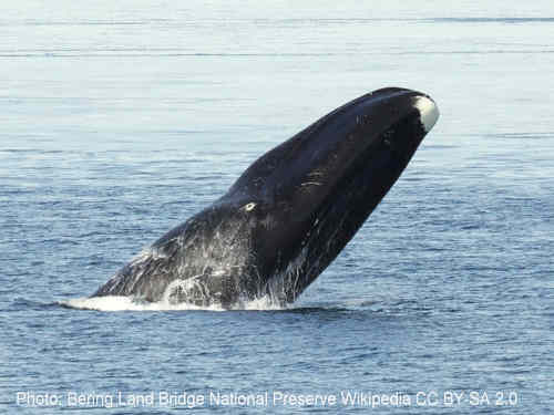 Bowhead whale (Balaena mysticetus) surfacing in Arctic waters near sea ice