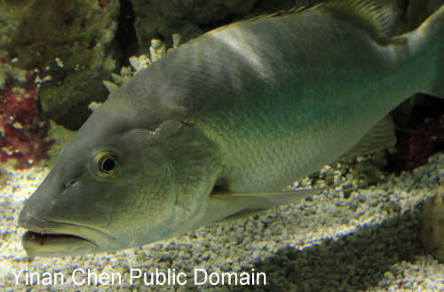 Cubera Snapper