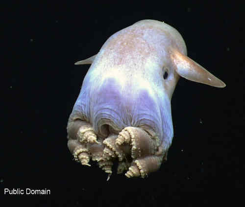 Dumbo octopus with ear-like fins hovering above deep-sea floor