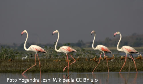 Flamingo (Phoenicopteridae)