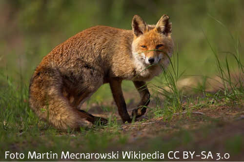 Fox (Vulpes vulpes)