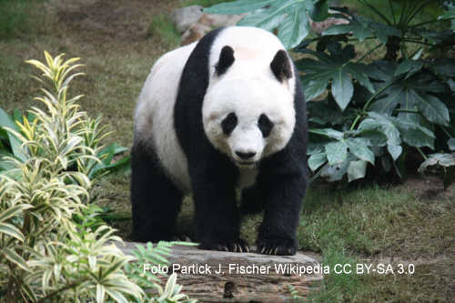 Giant Panda (Ailuropoda melanoleuca)