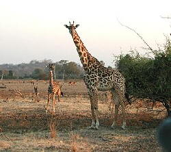 Giraffe (Giraffa camelopardalis)