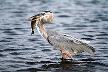 Great Blue Heron (Ardea herodias)
