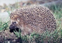 Hedgehog (Erinaceus europaeus)