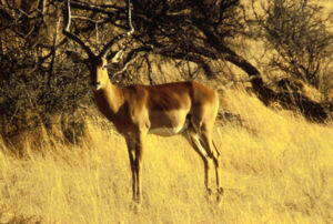 Impala (Aepyceros melampus)
