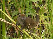 Lemur (Lemuridae)
