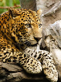 Leopard (Panthera pardus)