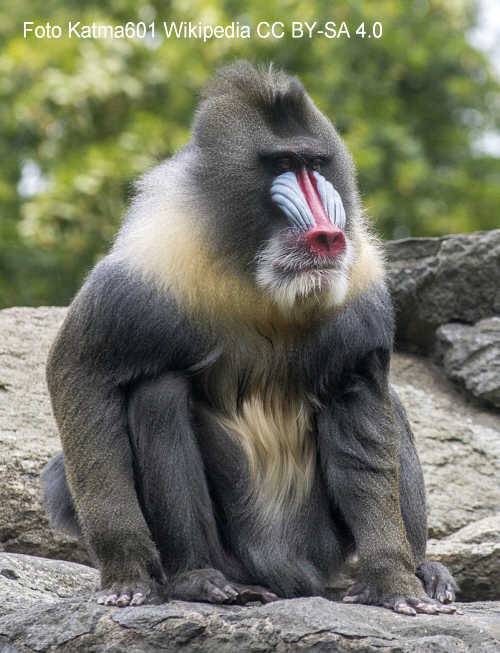 Mandrill (Mandrillus sphinx)