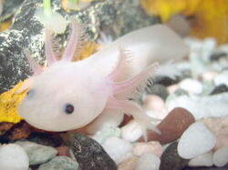 Mexican Axolotl (Ambystoma mexicanum)