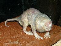 Naked Mole Rat (Heterocephalus glaber)