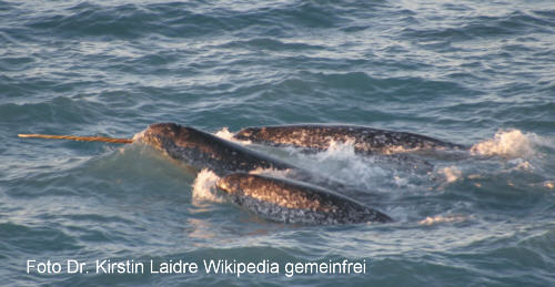 Narwhal (Monodon monoceros) swimming in Arctic waters with tusk