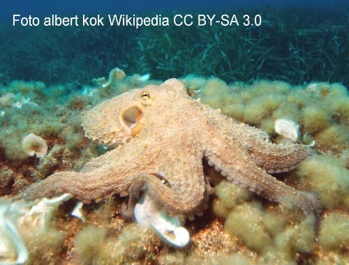 Octopus (Octopus vulgaris)