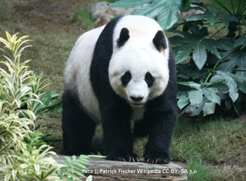 Panda (Ailuropoda melanoleuca)