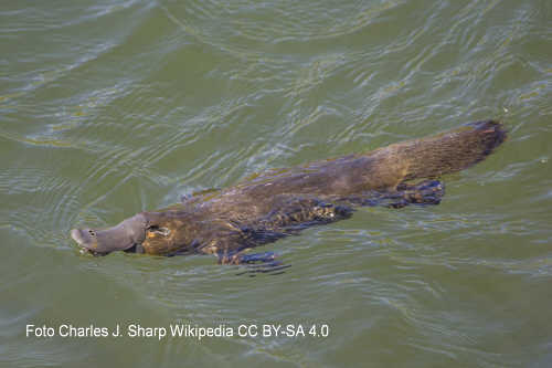 Platypus (Ornithorhynchus anatinus)