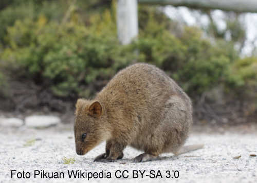 Quokka (Setonix brachyurus)