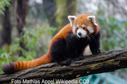 Red Panda (Ailurus fulgens)