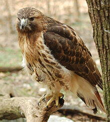 Red-tailed Hawk (Buteo jamaicensis)