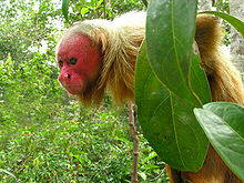 Red Uakari (Cacajao calvus rubicundus)