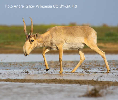 Saiga Antelope (Saiga tatarica)