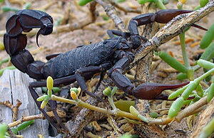 Scorpion (Scorpiones)