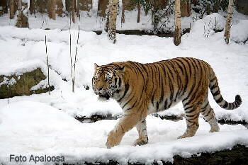 Siberian Tiger (Panthera tigris altaica)