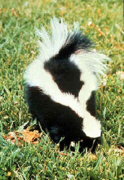 Skunk (Mephitis mephitis)