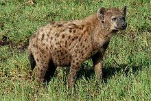 Spotted Hyena (Crocuta crocuta)
