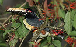 Toucan (Ramphastos toco)