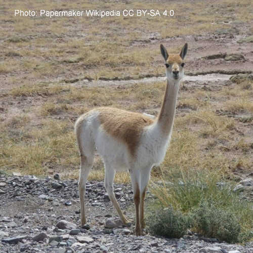 Vicuña (Vicugna vicugna)