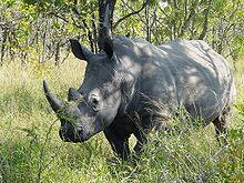 White Rhinoceros (Ceratotherium simum)